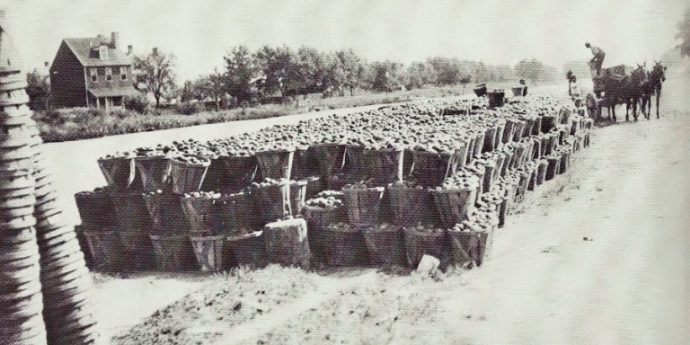 Peach baskets on del city wharf final 768x431