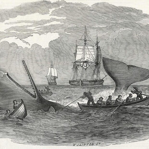 whaling-in-the-south-seas-date-illustrated-london-news-ltdmar-900×620 Whaling in the south seas date illustrated london news ltdmar 900x620