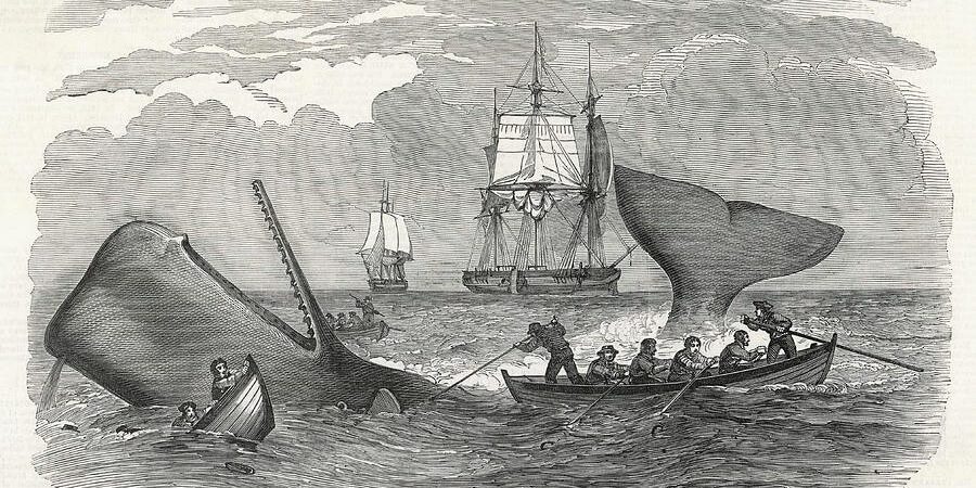 Whaling in the south seas date illustrated london news ltdmar 900x620