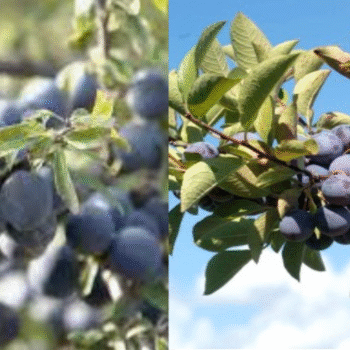 Beach plus sized 930x350