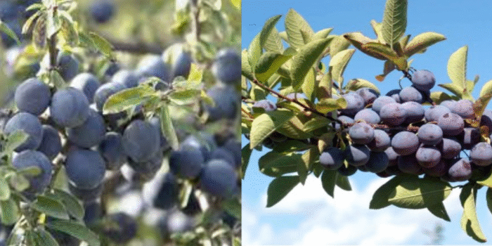 Beach plus sized 930x350