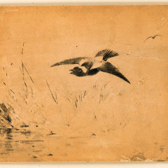 Bobolink flies 768x567