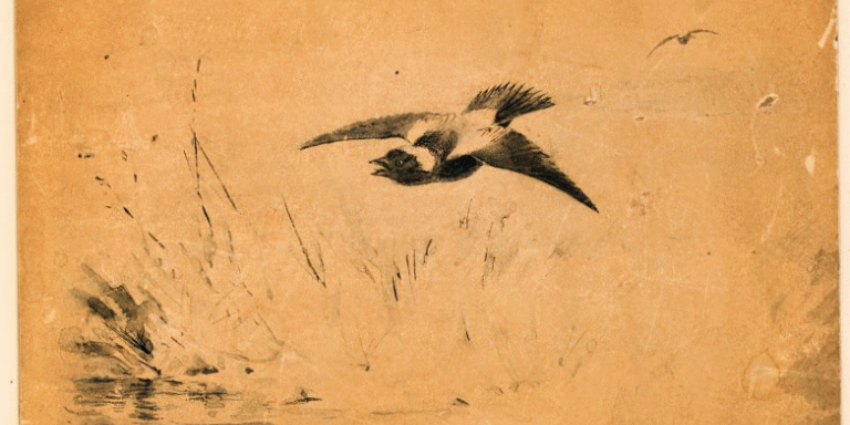 Bobolink flies 768x567