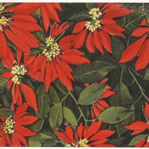 group-of-poinsettias-930×620 Group of poinsettias 930x620