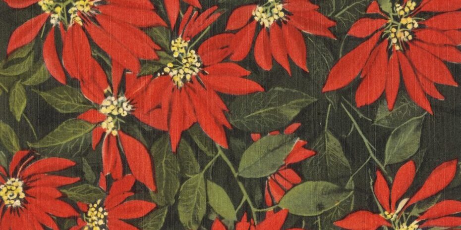 group-of-poinsettias-930×620 Group of poinsettias 930x620