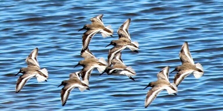 8556363514_94b5853725_o-768×441 8556363514 94b5853725 o 768x441