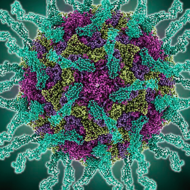 Human poliovirus molecular model science photo library 930x620