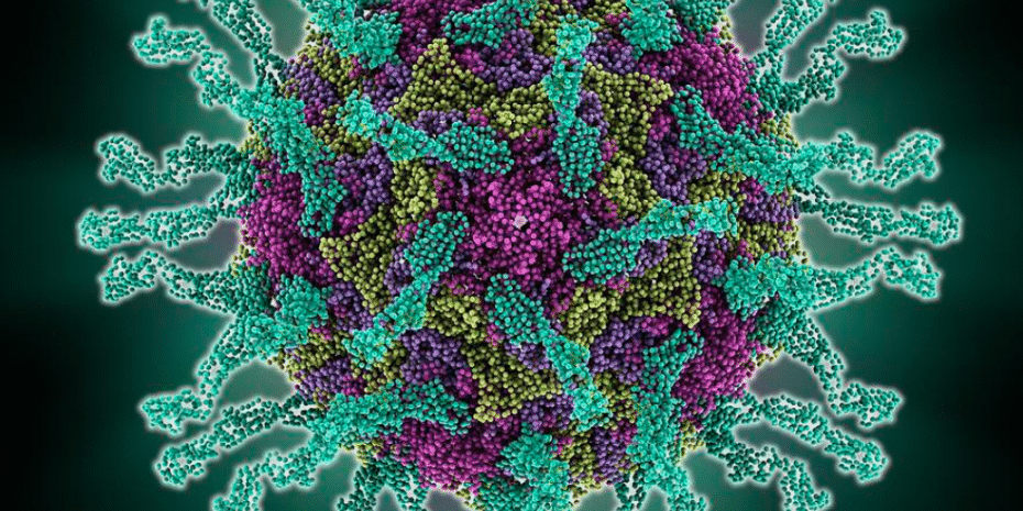 Human-poliovirus-molecular-model-_-Science-Photo-Library-930×620 Human poliovirus molecular model science photo library 930x620