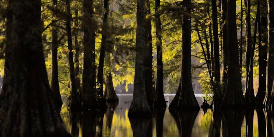 cypress-backlit-930×617 Cypress backlit 930x617